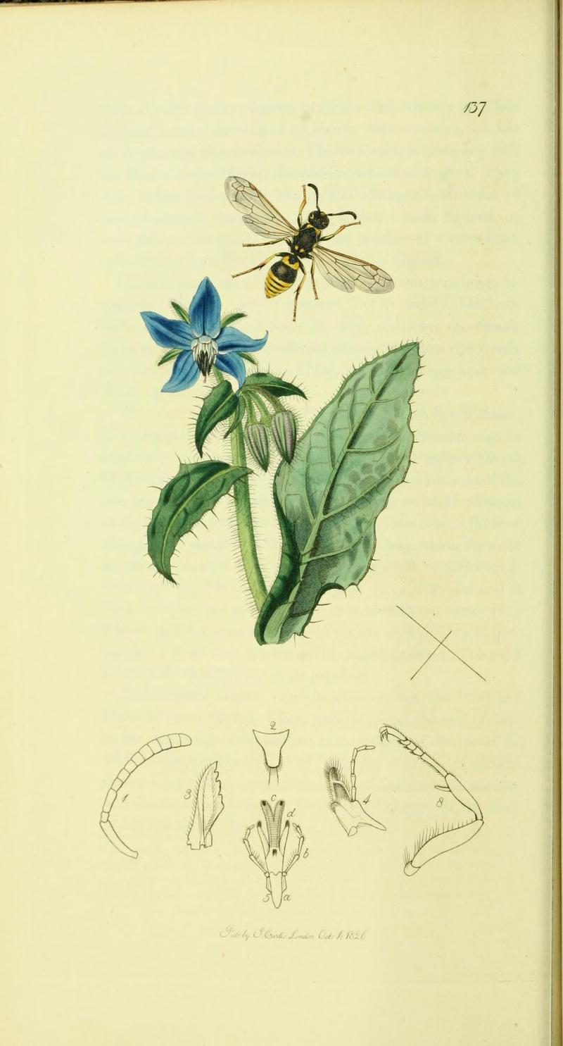 An illustration from British Entomology by John CurtisOdynerus parietinus Synonym Ancistrocerus parietinus Clearwinged Mason Wasp