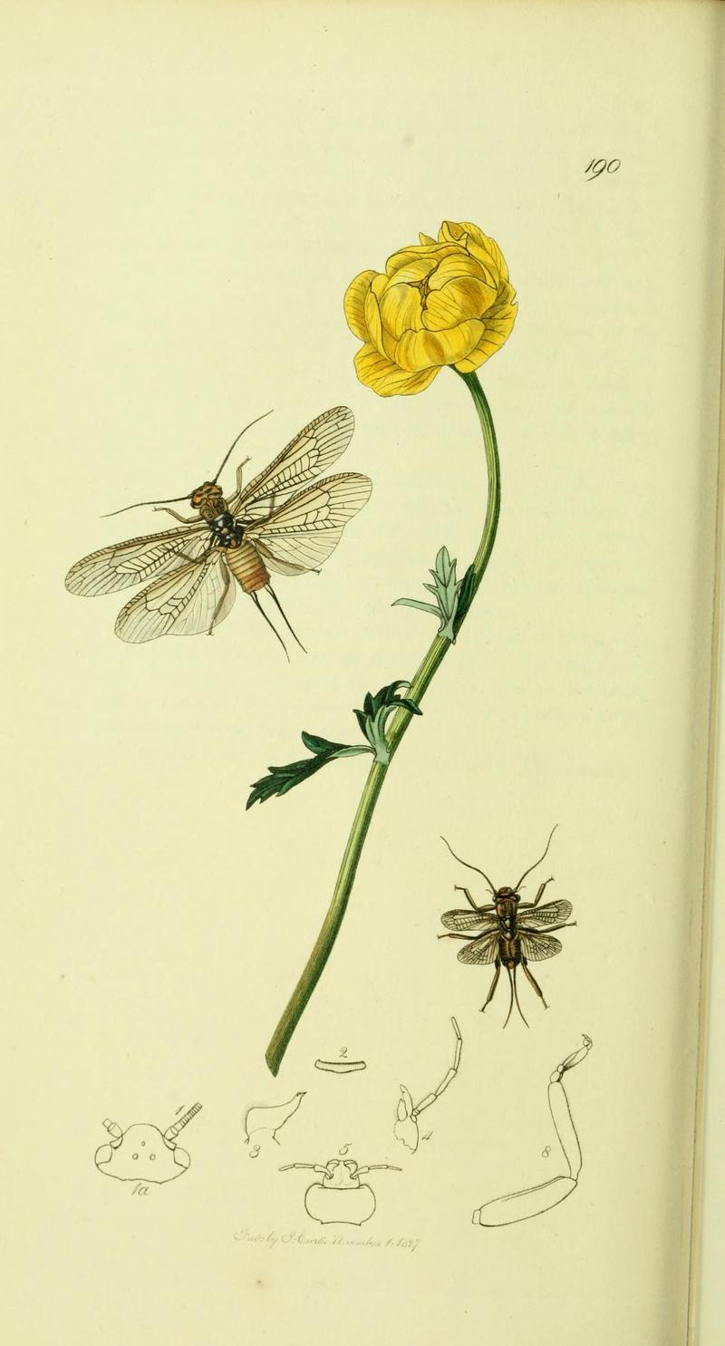 Britishentomologyvolume4Plate190