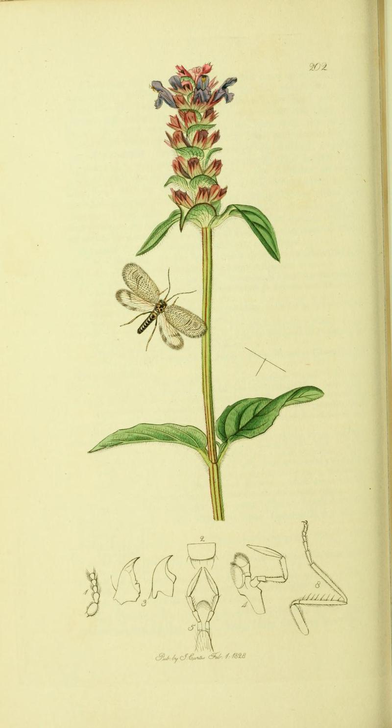 An illustration from British Entomology by John CurtisHemerobius fimbriatus the Bordered Brown LacewingSynonym Megalomus hirtus Linn