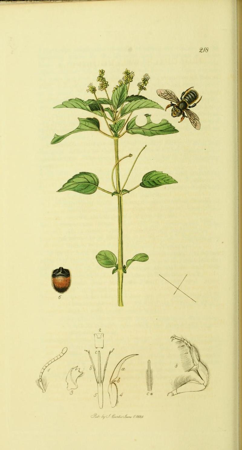 An illustration from British Entomology by John Curtis218 Megachile willughbiella Willughbys Leafcutter Bee