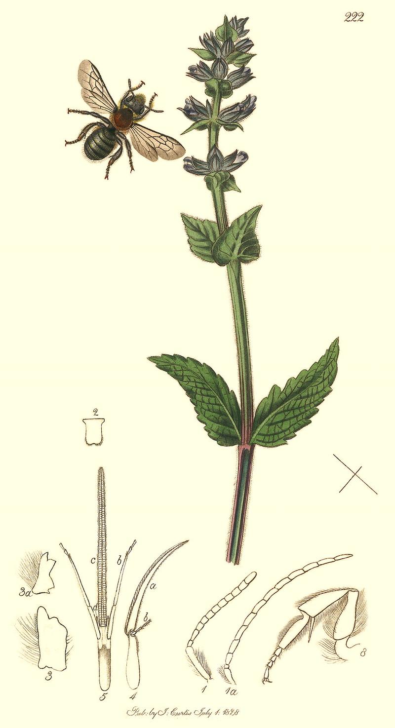 An illustration from British Entomology by John CurtisHymenoptera Osmia parietina Ambleside Osmia