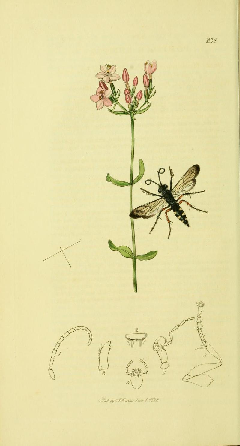 An illustration from British Entomology by John CurtisHymenoptera Pompilus rufipes Synonym Episyron rufipes