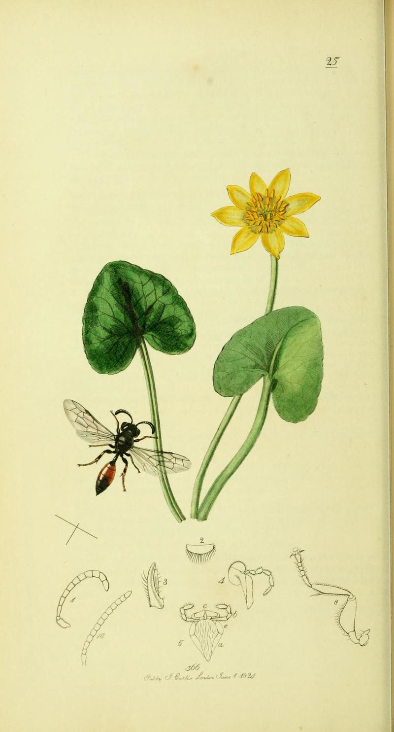 An illustration from British Entomology by John CurtisPsen equestris Synonym Psen bicolor