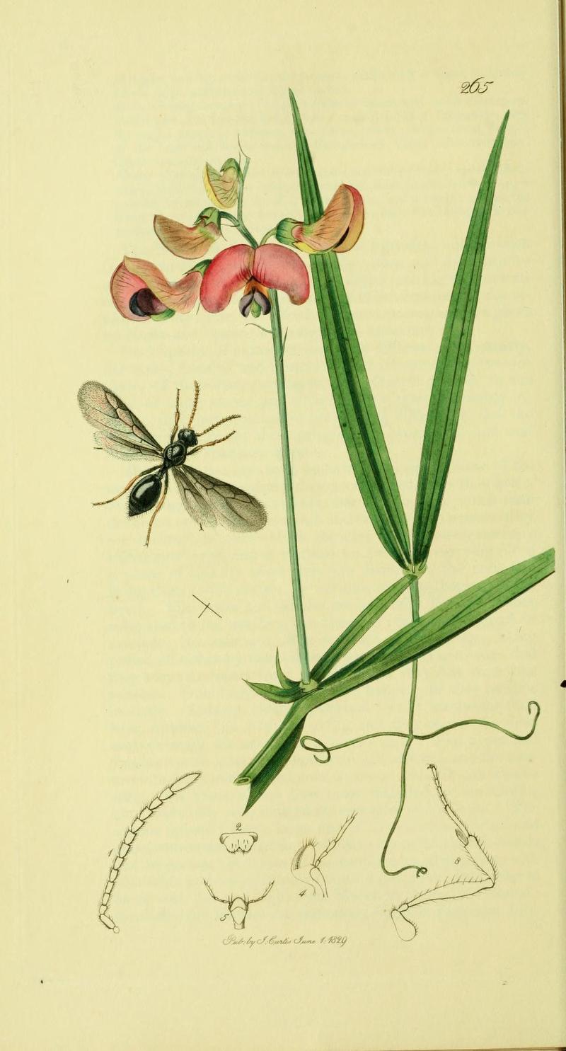 An illustration from British Entomology by John CurtisMyrmecina latreillii Synonym Myrmecina graminicola the Isle of Wight Ant
