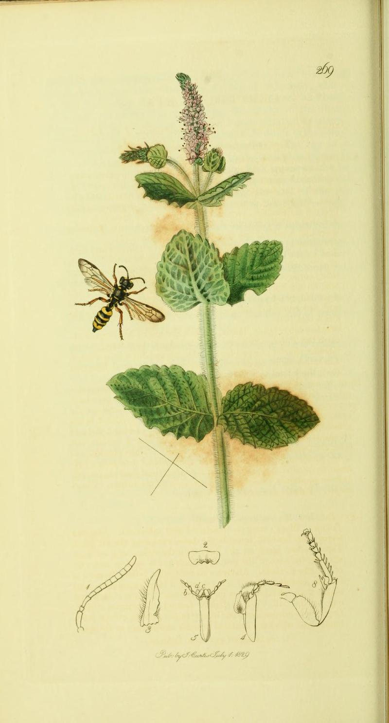 An illustration from British Entomology by John Curtis Cerceris laeta but cf Cerceris arenaria