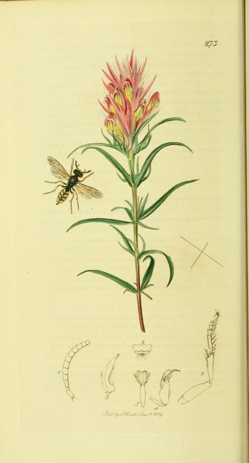 An illustration from British Entomology by John CurtisPhilanthus androgynus Synonym Philanthus triangulum