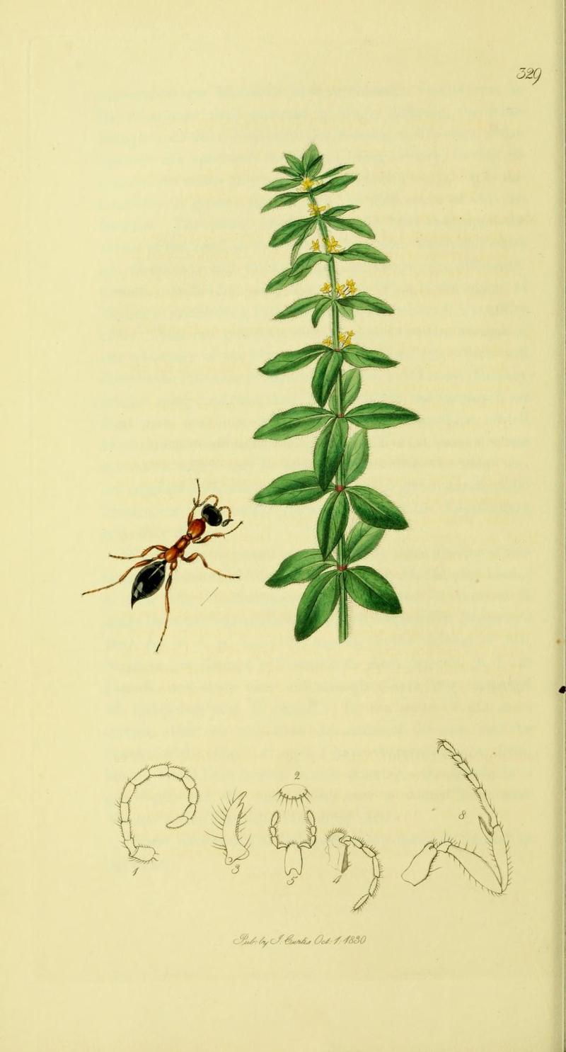 An illustration from British Entomology by John Curtis Methocha ichneumonides