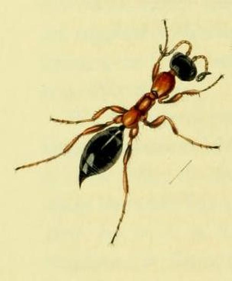 Britishentomologyvolume4Plate329 (cropped)