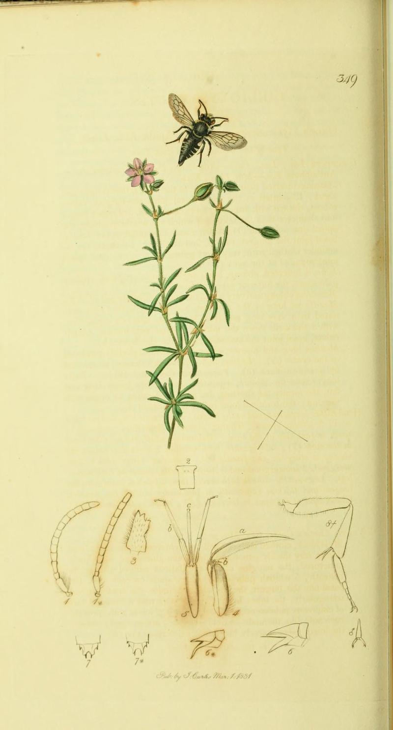 An illustration from British Entomology by John CurtisCoelioxys vectis the Isle of Wight Coelioxys