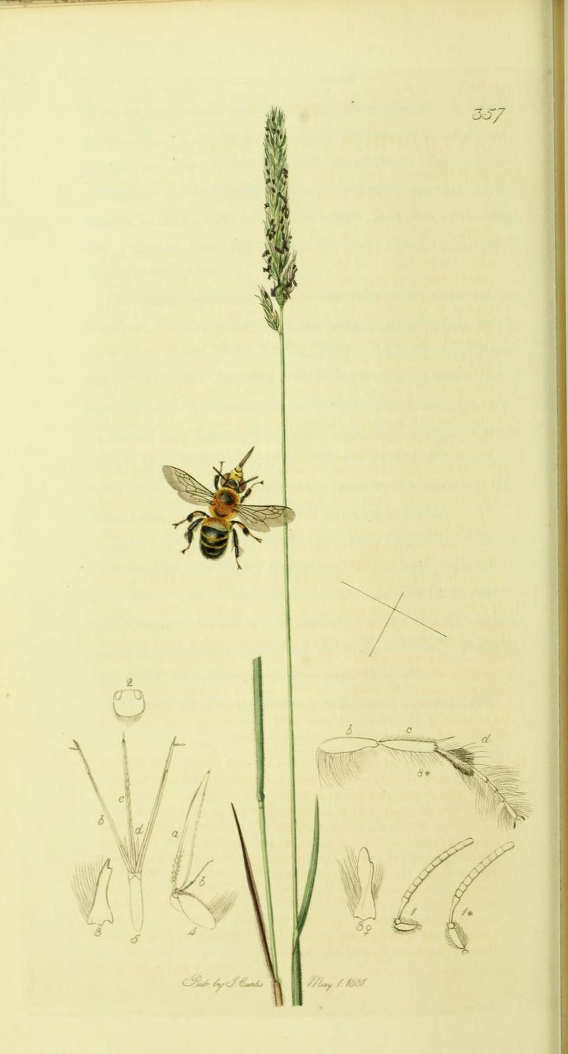 An illustration from British Entomology by John CurtisAnthophora haworthana Synonym Anthophora retusa the Haworthian Bee