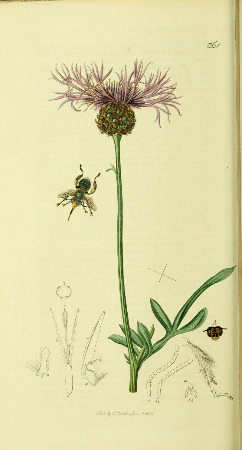 An illustration from British Entomology by John CurtisSaropoda bimaculata Synonym Anthophora bimaculata the Twospotted Saropoda