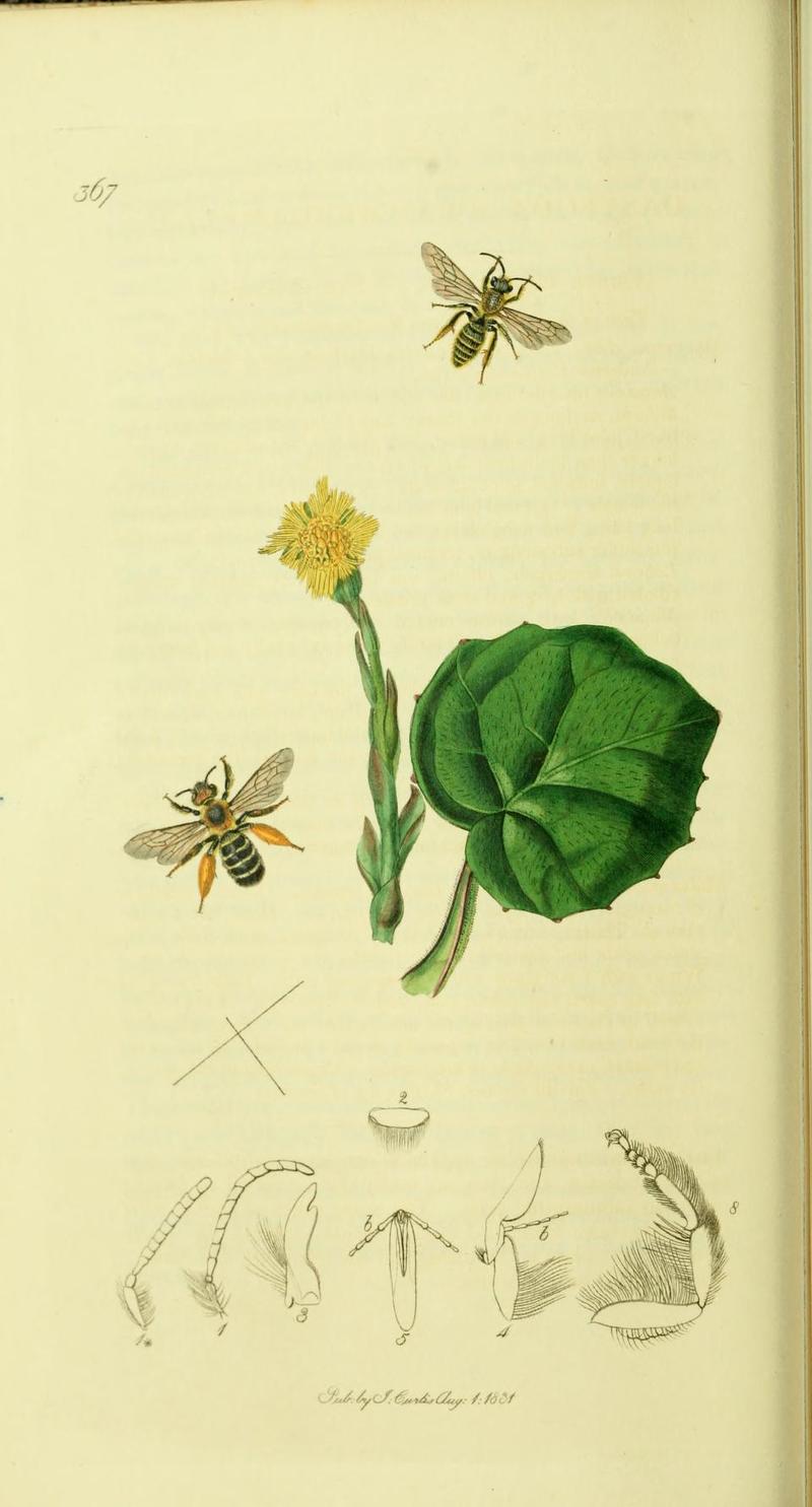 An illustration from British Entomology by John CurtisDasypoda swammerdamella Synonym Dasypoda altercator Swammerdams Bee