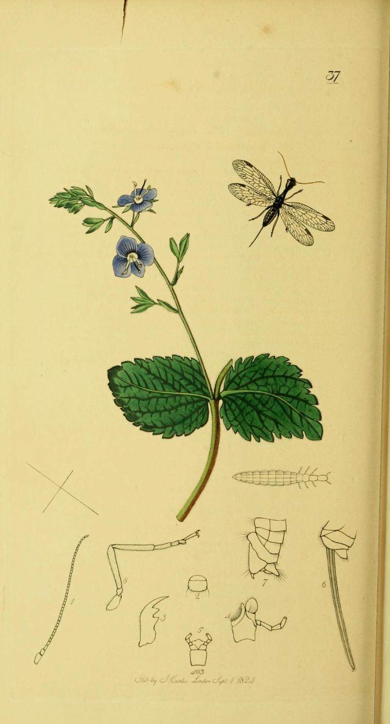 An illustration from British Entomology by John CurtisRaphidia ophiopsis the Spotted Snakefly Longneck Synonym Phaeostigma notata Fabr