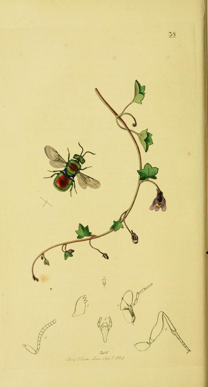An illustration from British Entomology by John CurtisHedychrum ardens Synonym Hedychridium ardens Redfooted Goldenfly