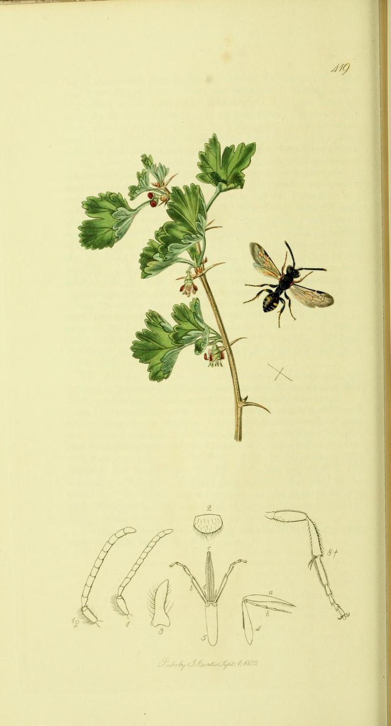 An illustration from British Entomology by John CurtisNomada dalii Curtis Synonym Nomada sheppardana Charmouth Waspbee