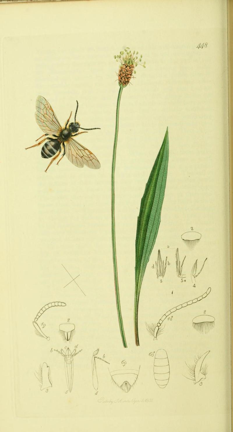 Britishentomologyvolume4Plate448