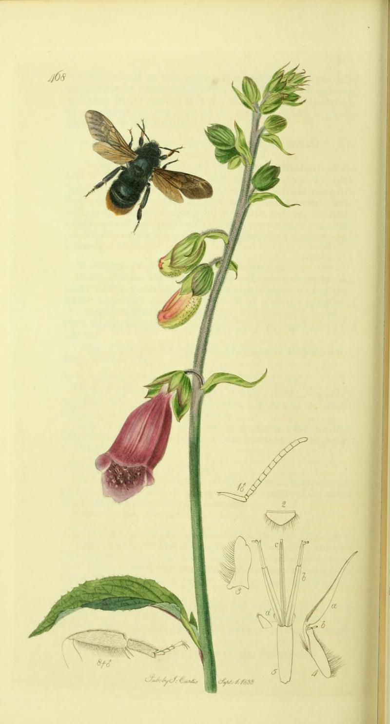 An illustration from British Entomology by John CurtisPsithyrus rupestris thhe Blackwinged Bumblebee