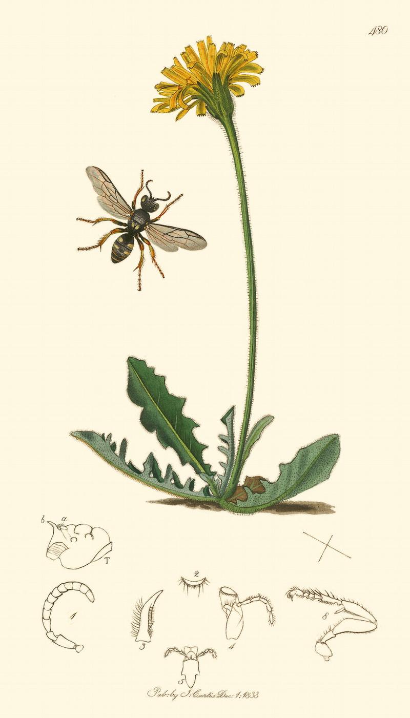 An illustration from British Entomology by John Curtis Oxybelus argentatus