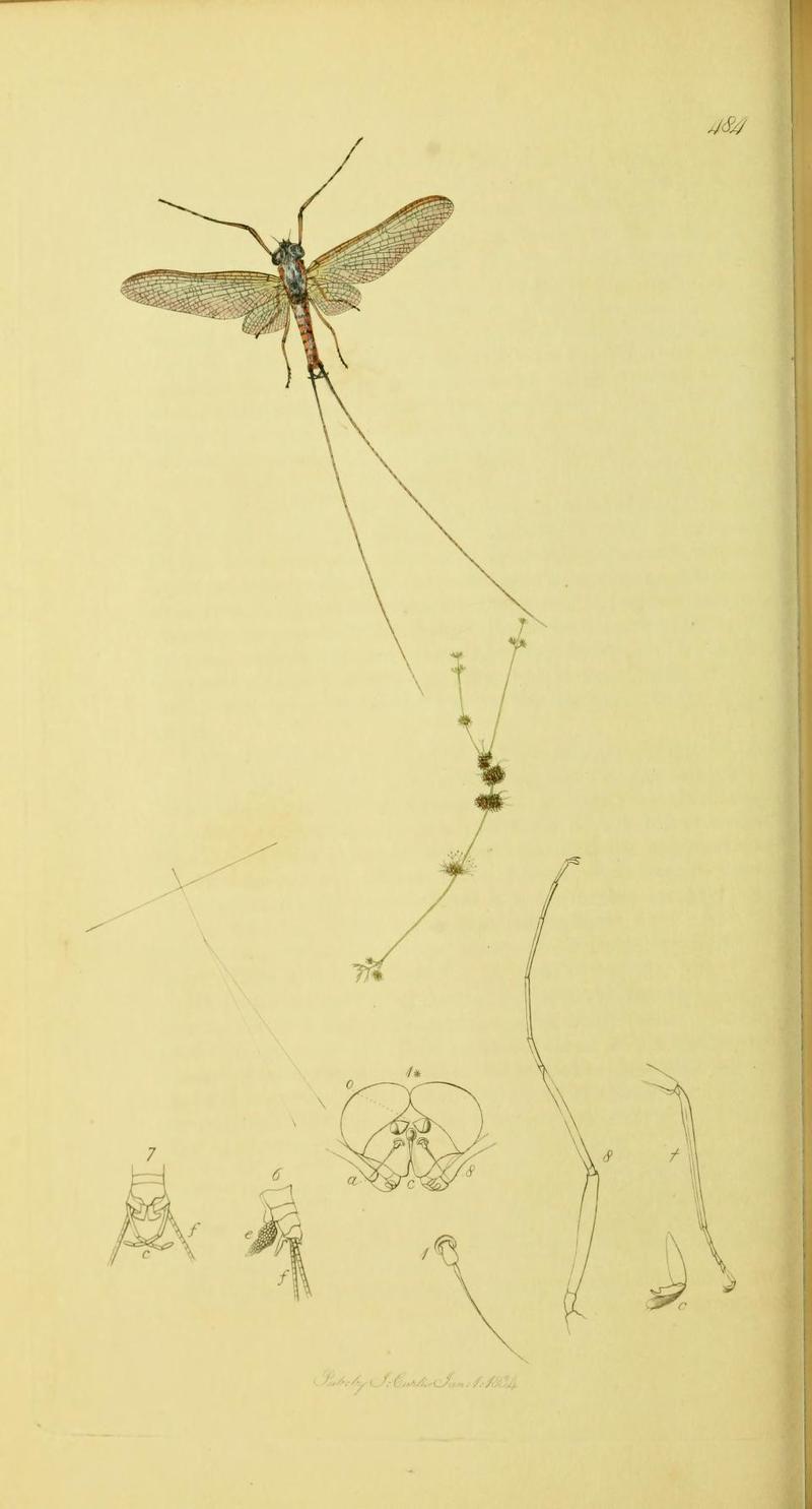 An illustration from British Entomology by John CurtisBaetis dispar Synonym Ecdyonurus dispar Dissimilar Mayfly