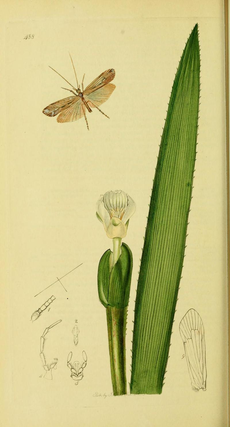 An illustration from British Entomology by John CurtisLimnephilus elegans the Elegant Grannom Caddisfly