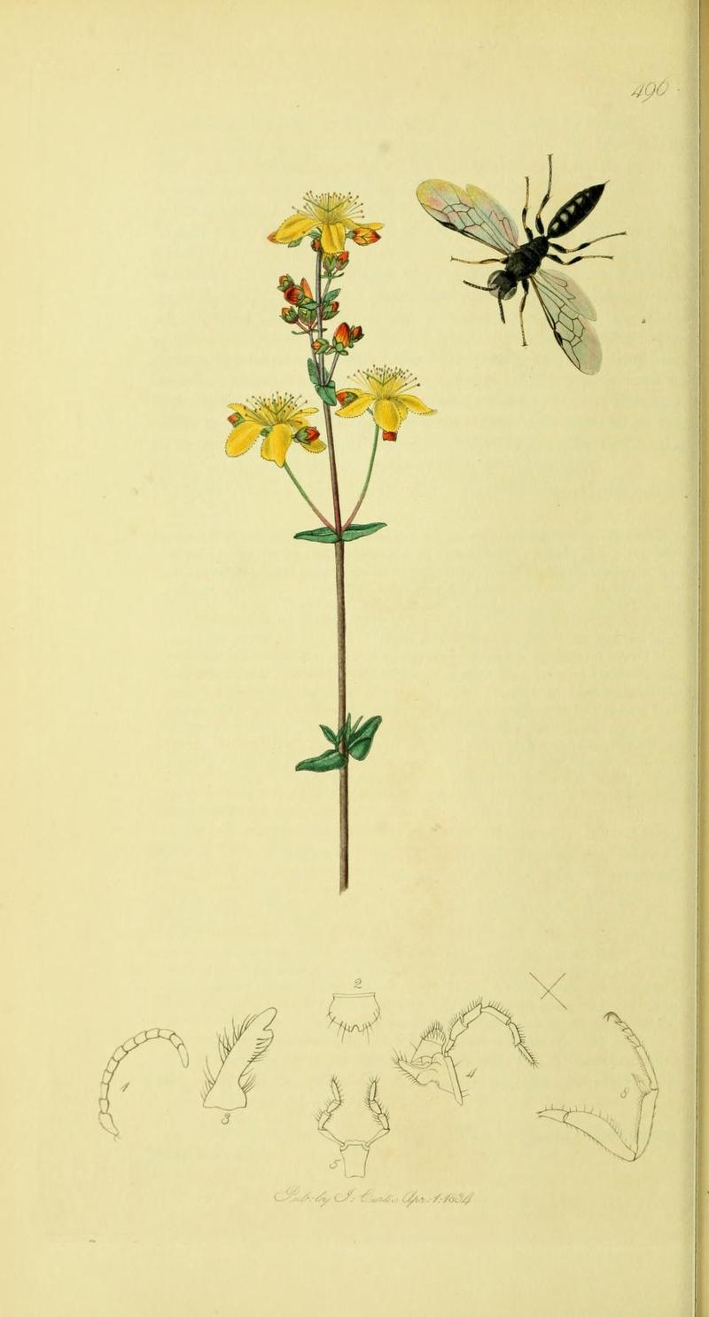 An illustration from British Entomology by John CurtisDiodontus gracilis Synonym Passaloecus gracilis