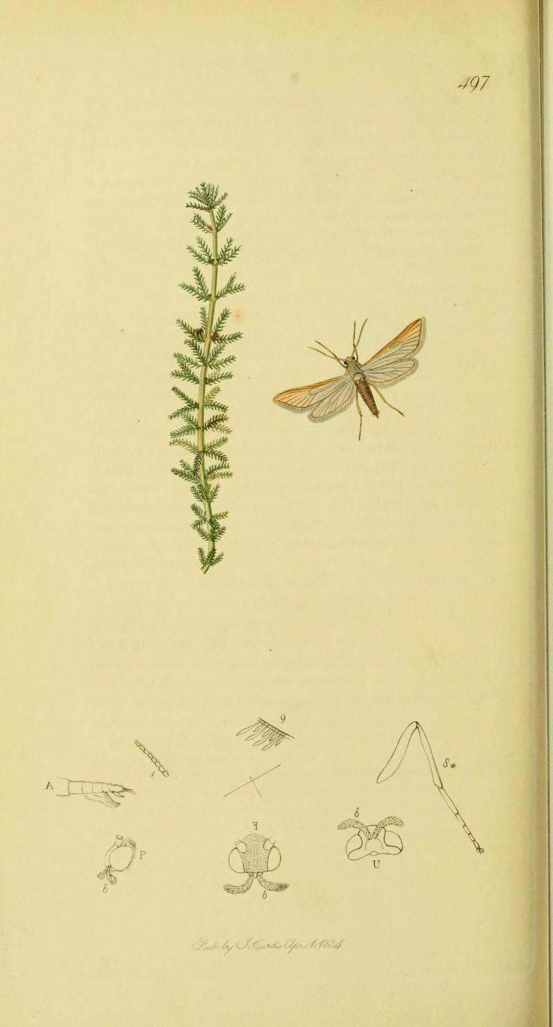 An illustration from British Entomology by John CurtisAcentropus garnonsii Synonym Acentria nivea the Falsecaddis Waterveneer