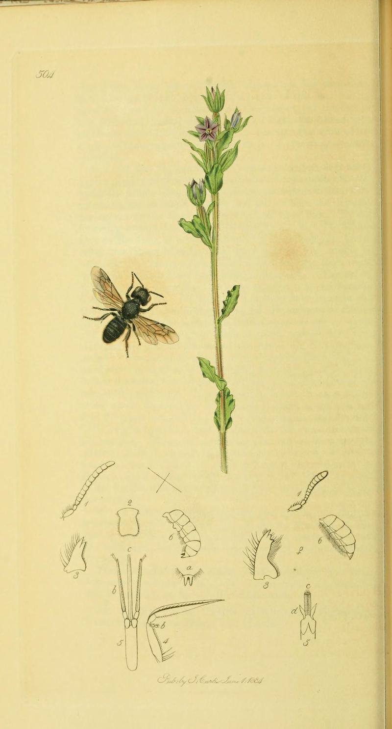 An illustration from British Entomology by John CurtisHeriades truncorum Larger Heriades