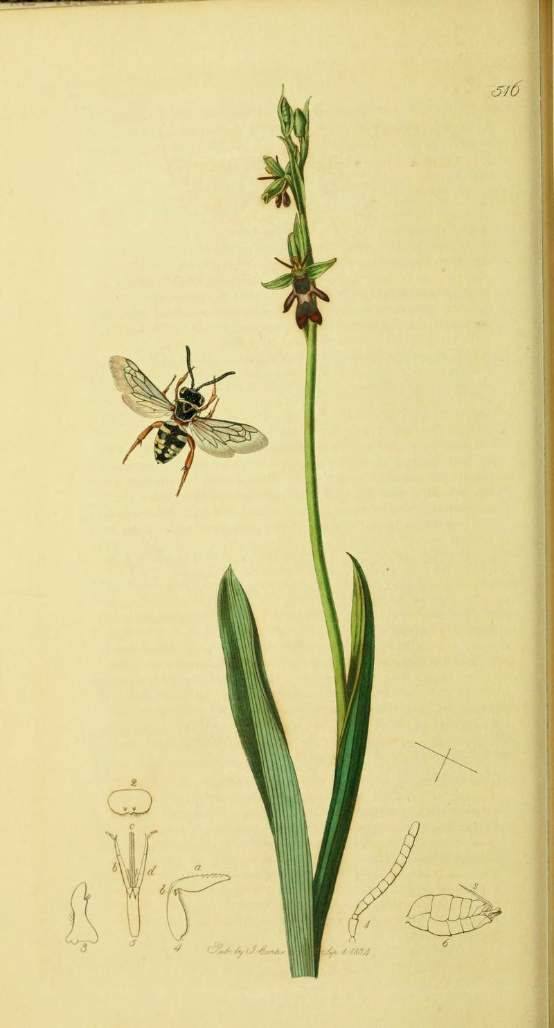 An illustration from British Entomology by John CurtisEpeolus variegatus