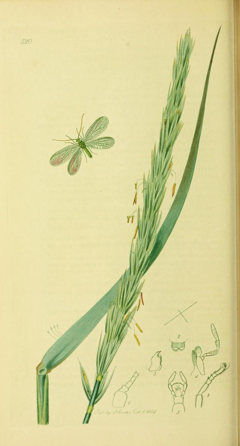 An illustration from British Entomology by John Curtis Chrysopa abbreviata Shortwinged Green Lacewing Goldeneye