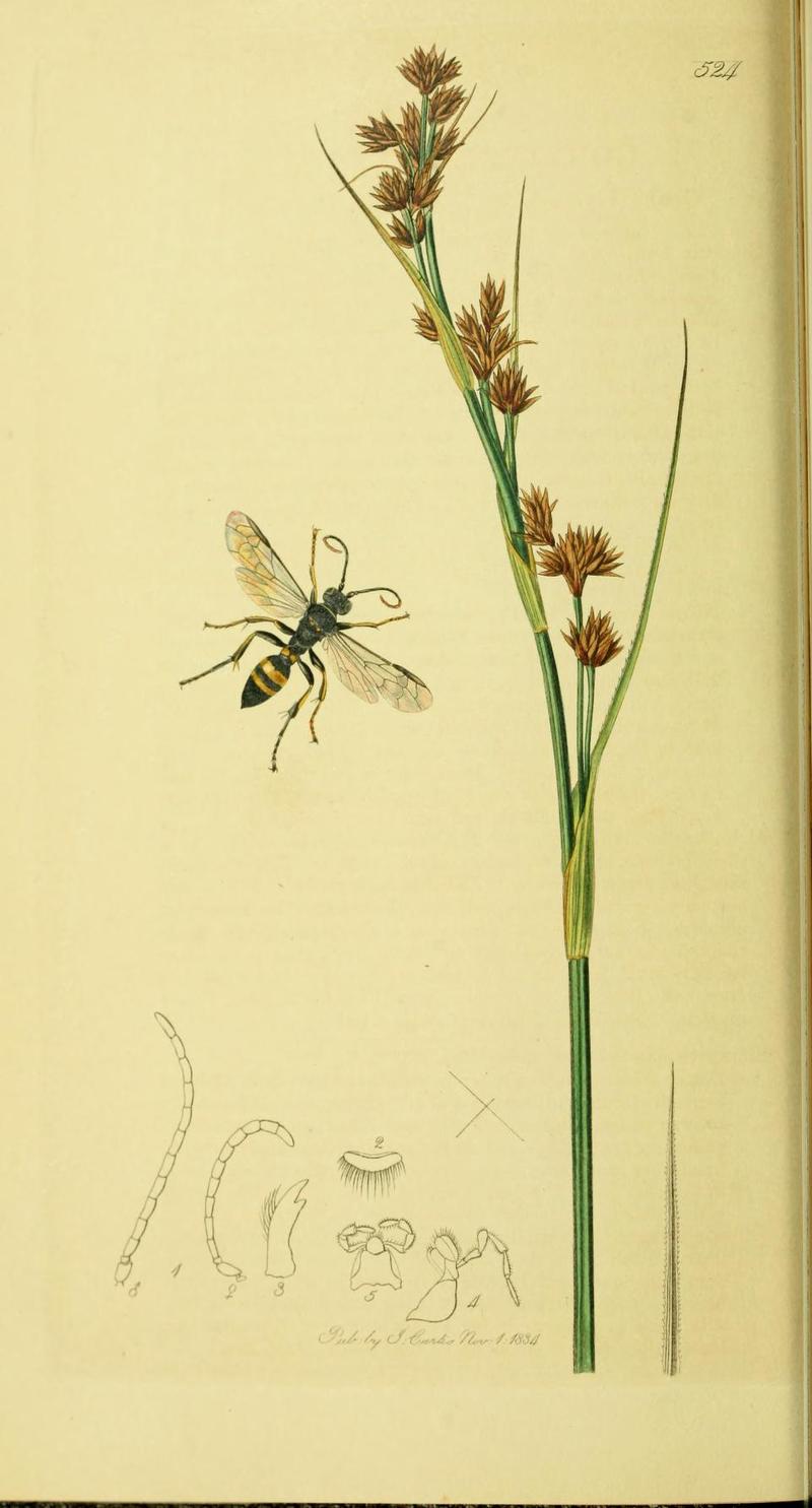 An illustration from British Entomology by John CurtisGorytes bicinctus