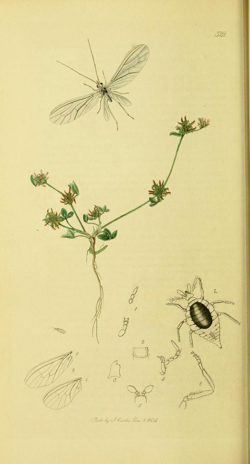An illustration from British Entomology by John Curtis