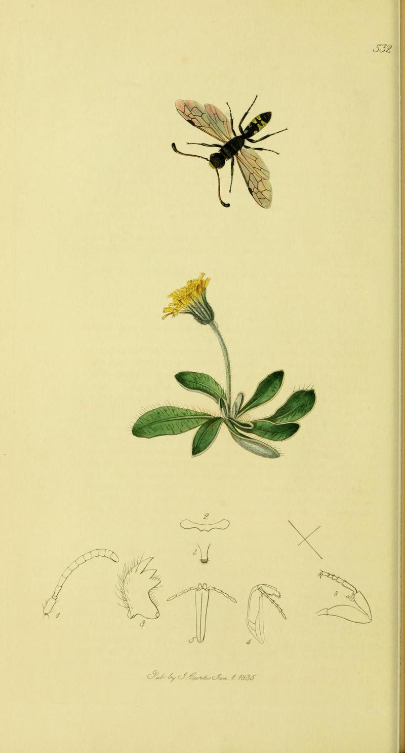 An illustration from British Entomology by John Curtis