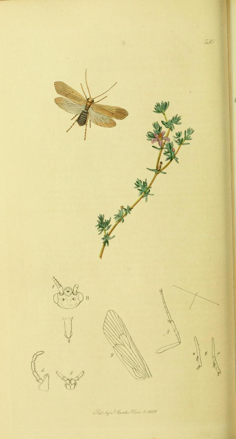 An illustration from British Entomology by John Curtis