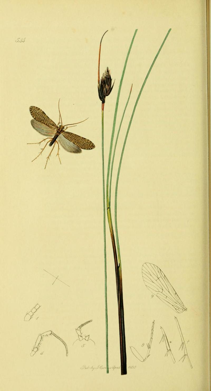 An illustration from British Entomology by John Curtis