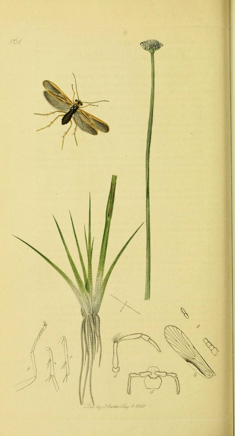 An illustration from British Entomology by John Curtis