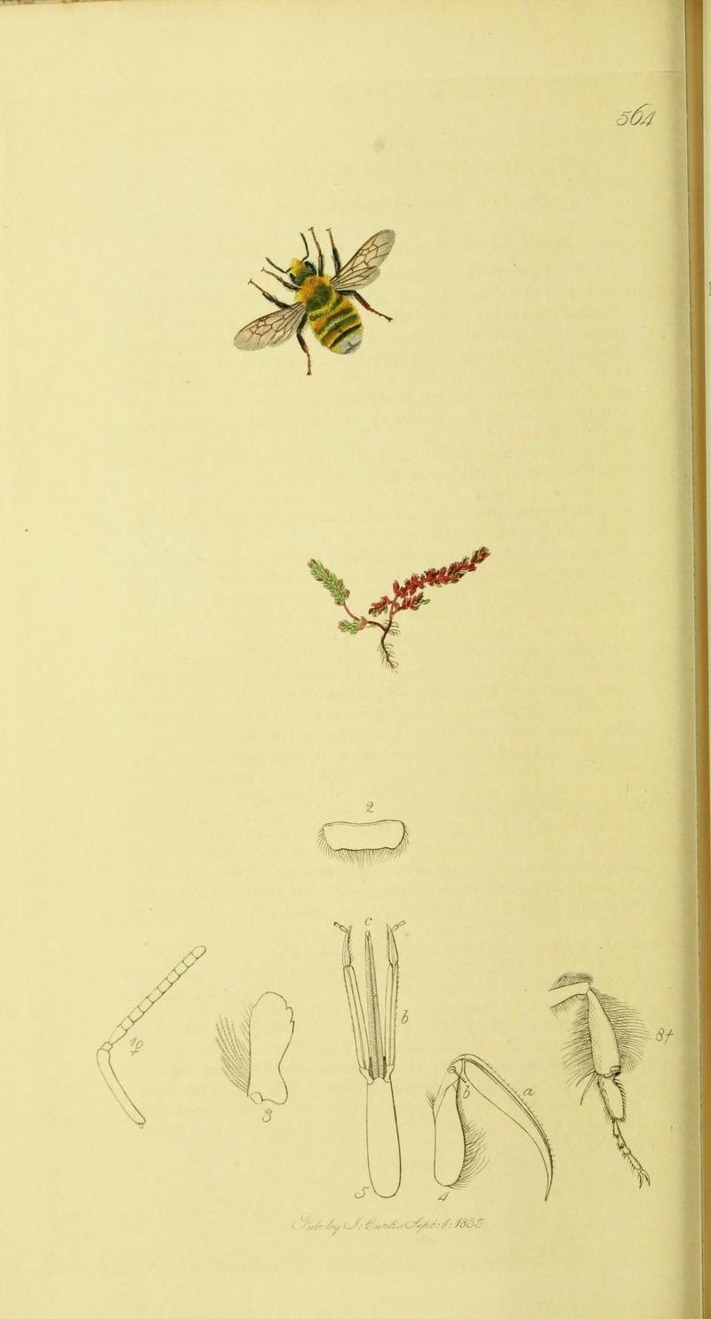 An illustration from British Entomology by John Curtis