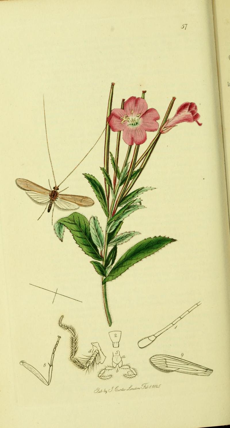An illustration from British Entomology by John Curtis