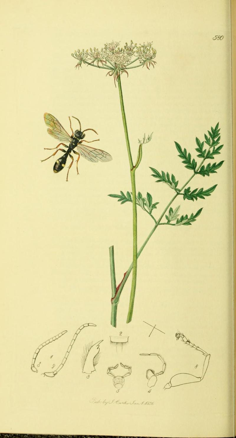 An illustration from British Entomology by John Curtis