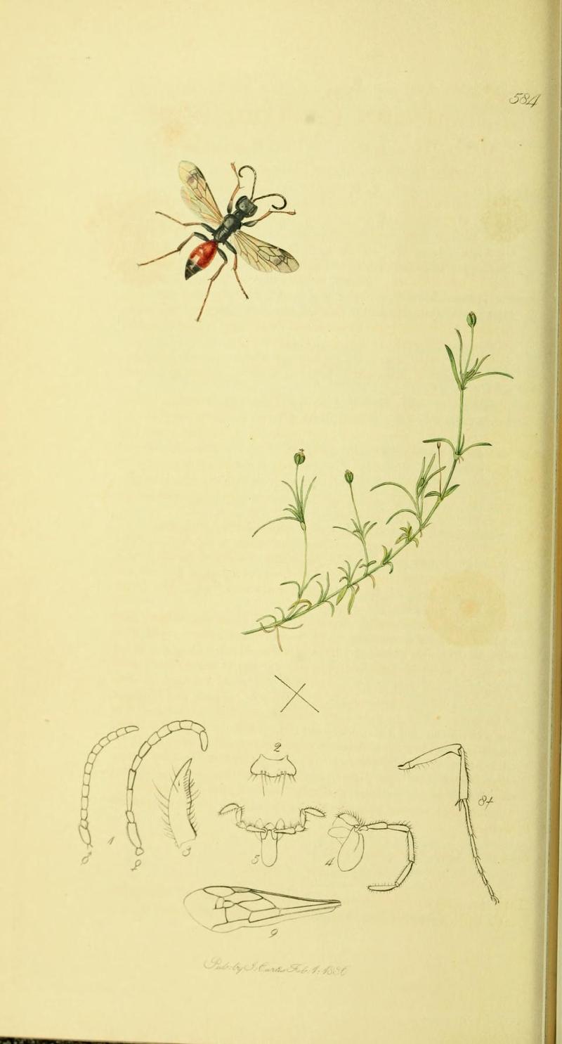 An illustration from British Entomology by John Curtis