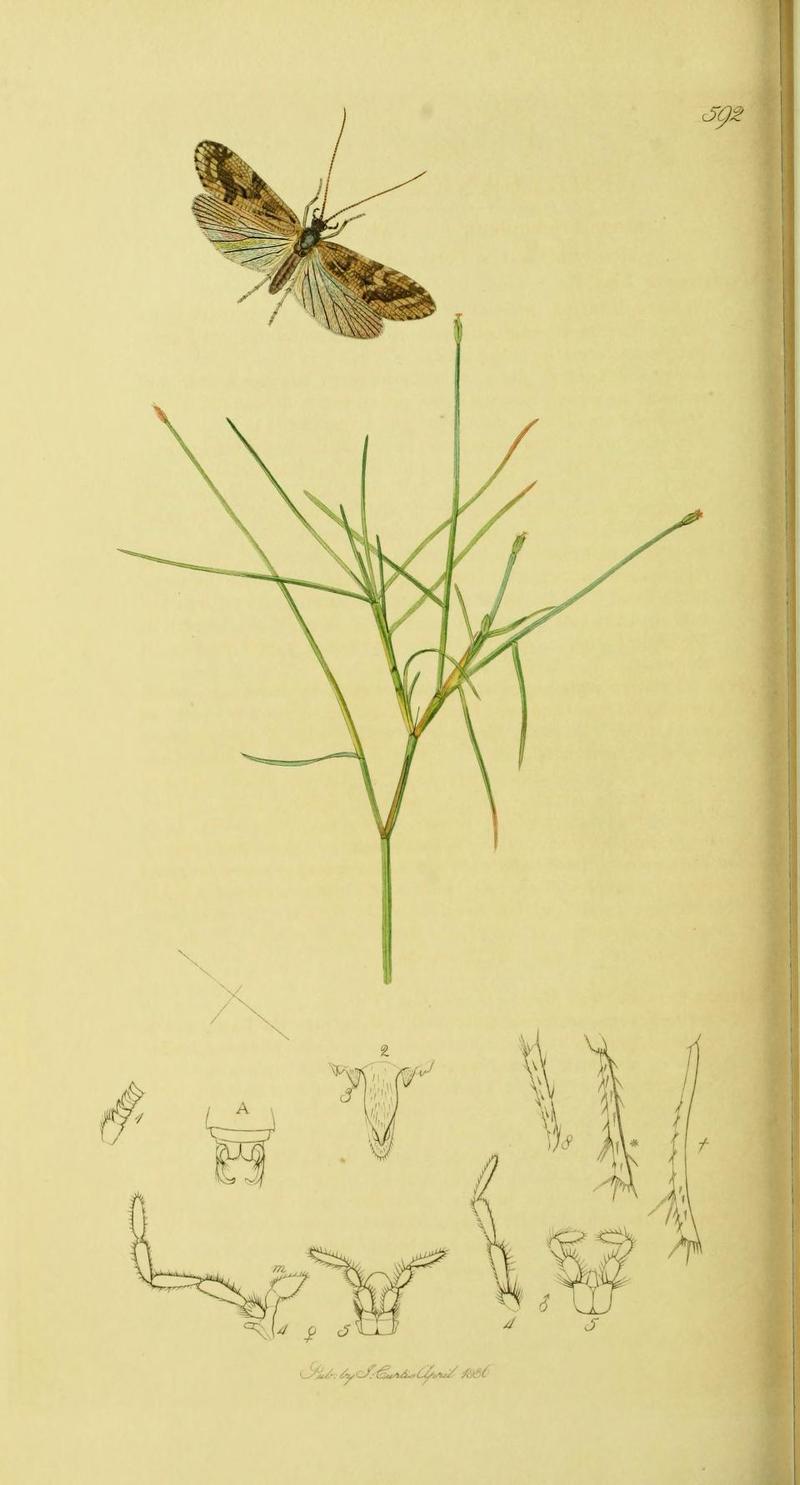 An illustration from British Entomology by John Curtis