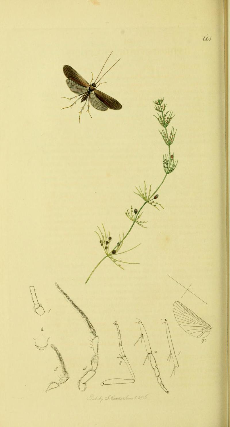 An illustration from British Entomology by John Curtis