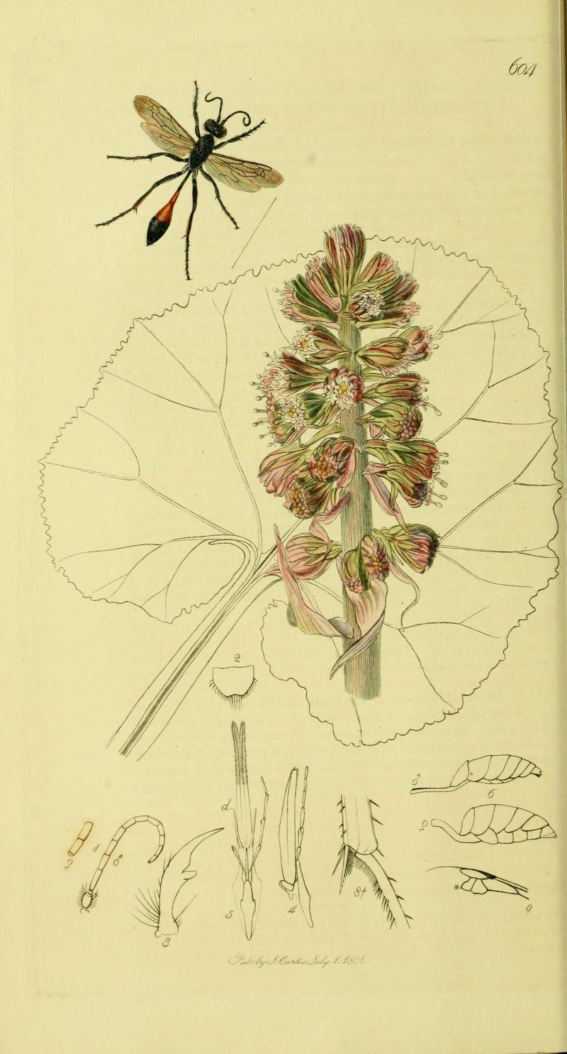 An illustration from British Entomology by John Curtis