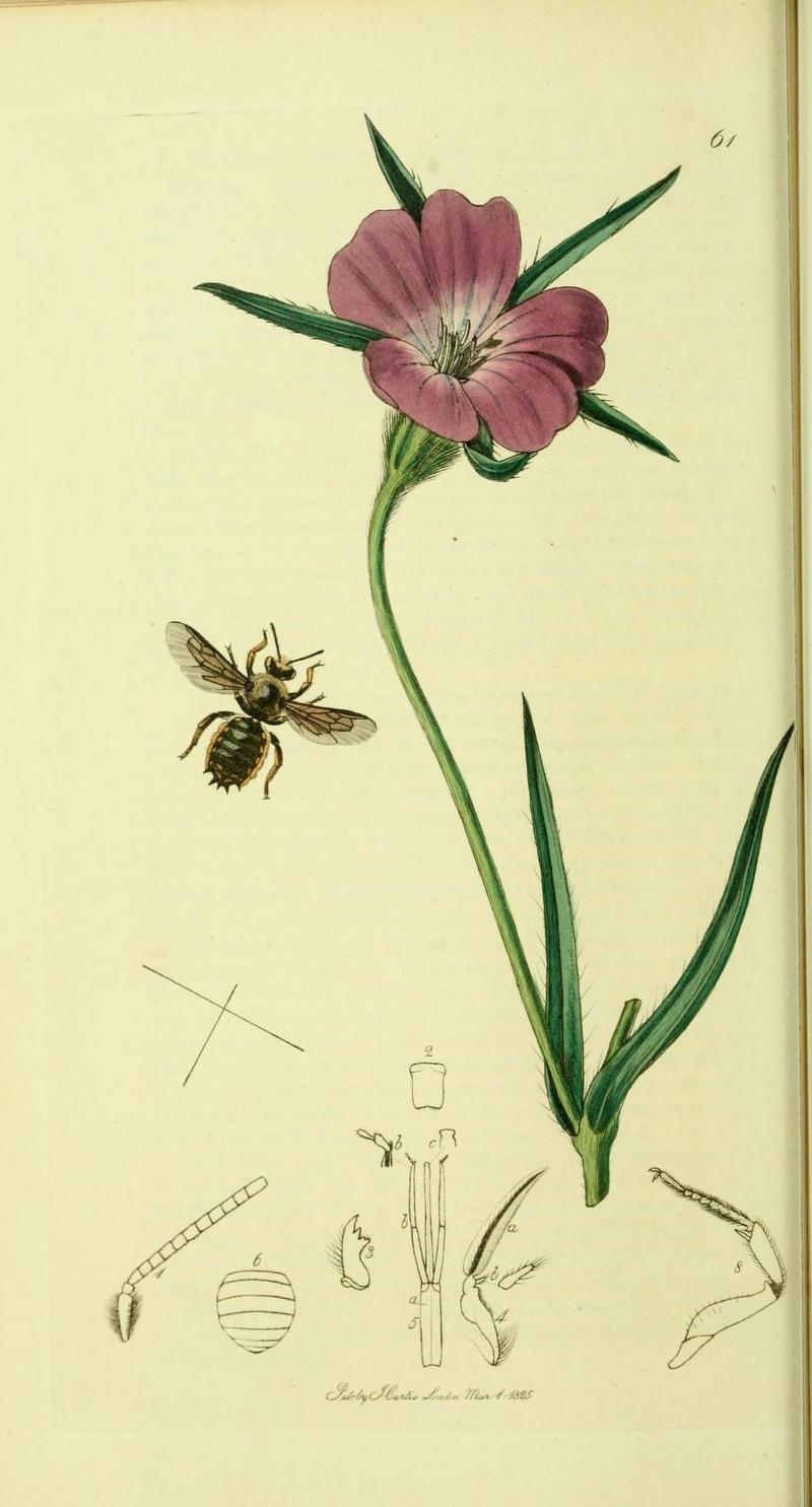 An illustration from British Entomology by John Curtis