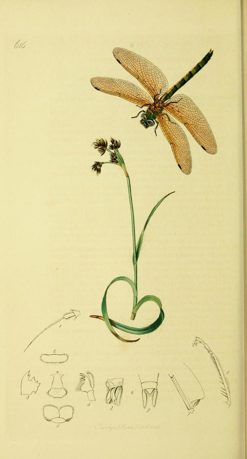 An illustration from British Entomology by John Curtis