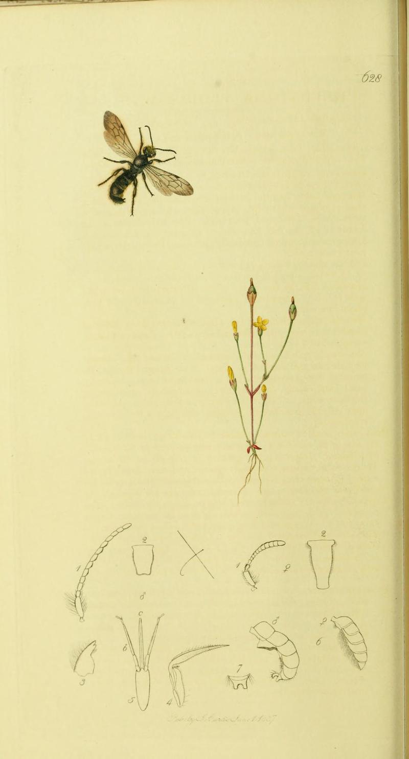 An illustration from British Entomology by John Curtis