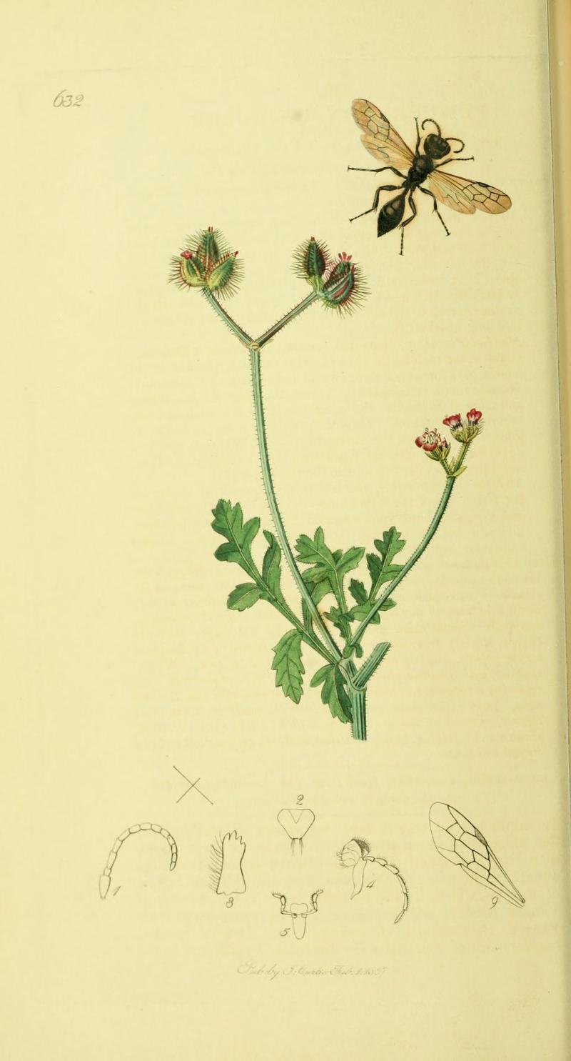 An illustration from British Entomology by John Curtis