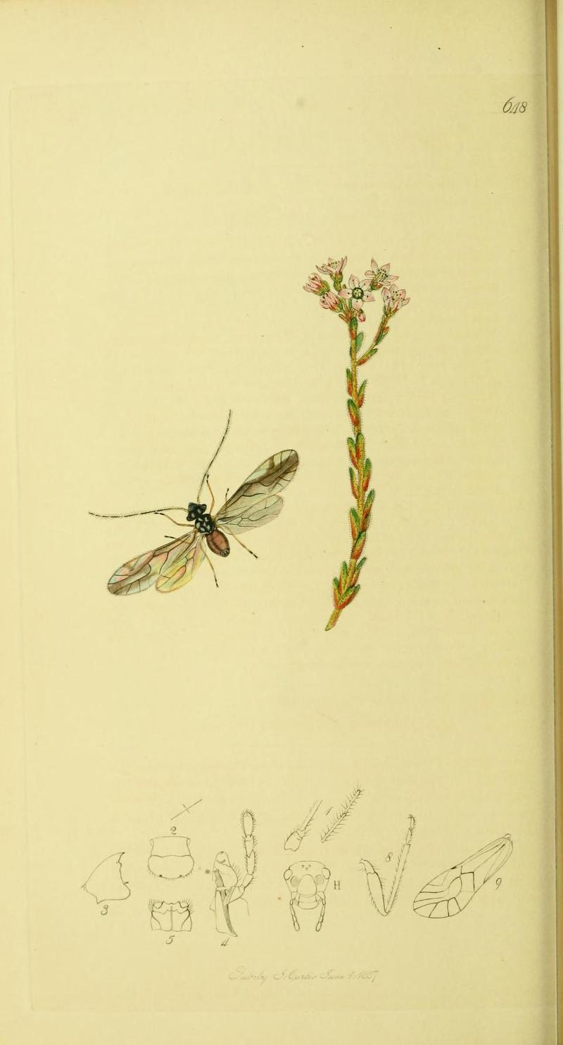 An illustration from British Entomology by John Curtis