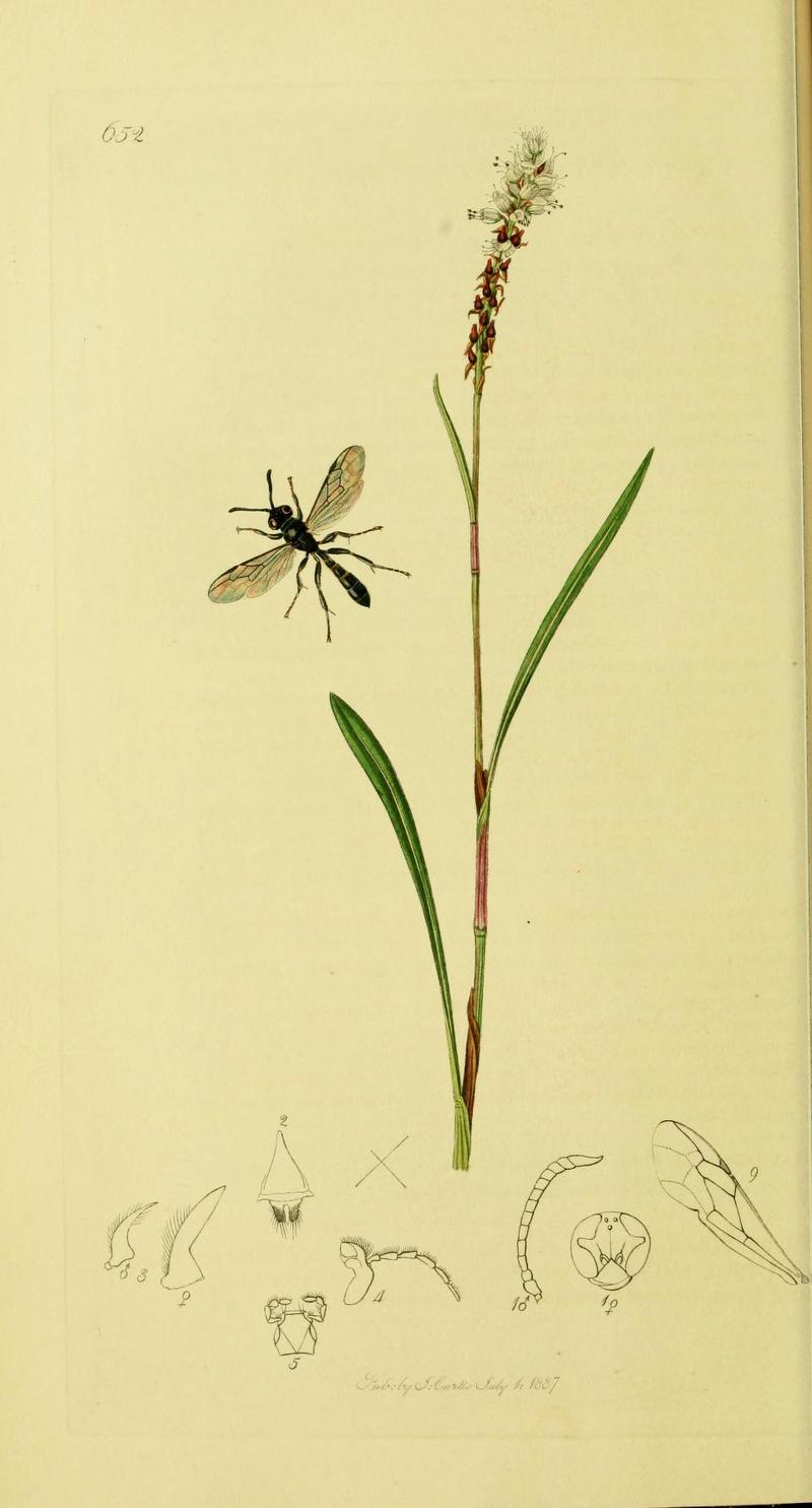 An illustration from British Entomology by John Curtis