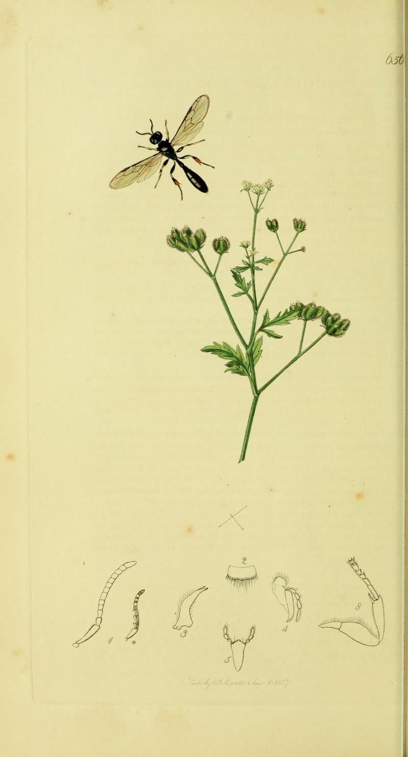 An illustration from British Entomology by John Curtis