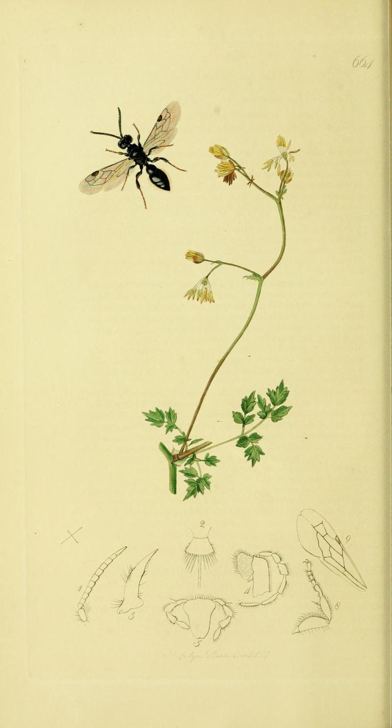 An illustration from British Entomology by John Curtis